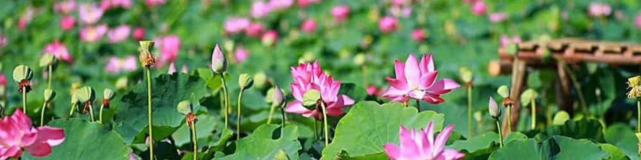 🏠 Xây Nhà Trọn Gói Tại Đồng Tháp – Minh Bạch Từng Bước, Cam Kết Không Phát Sinh